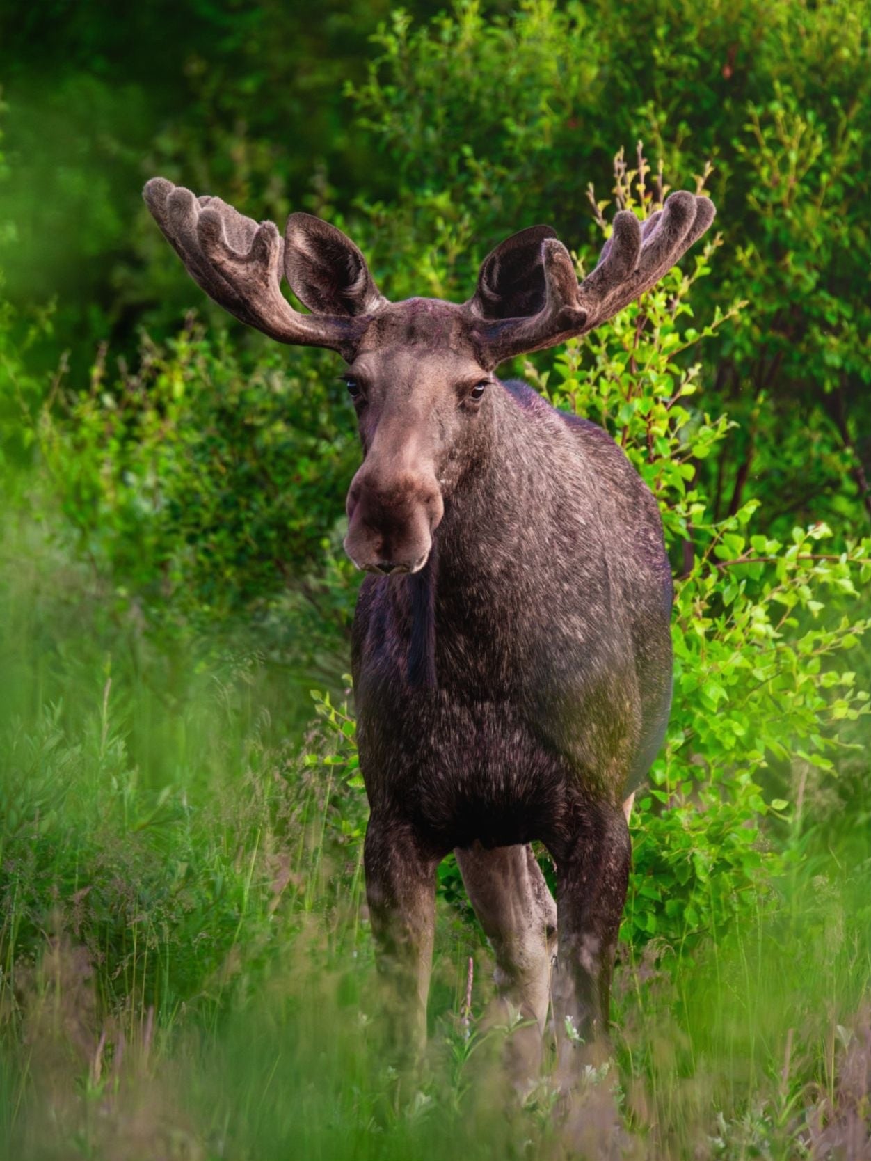 Moose Norway Wall Art