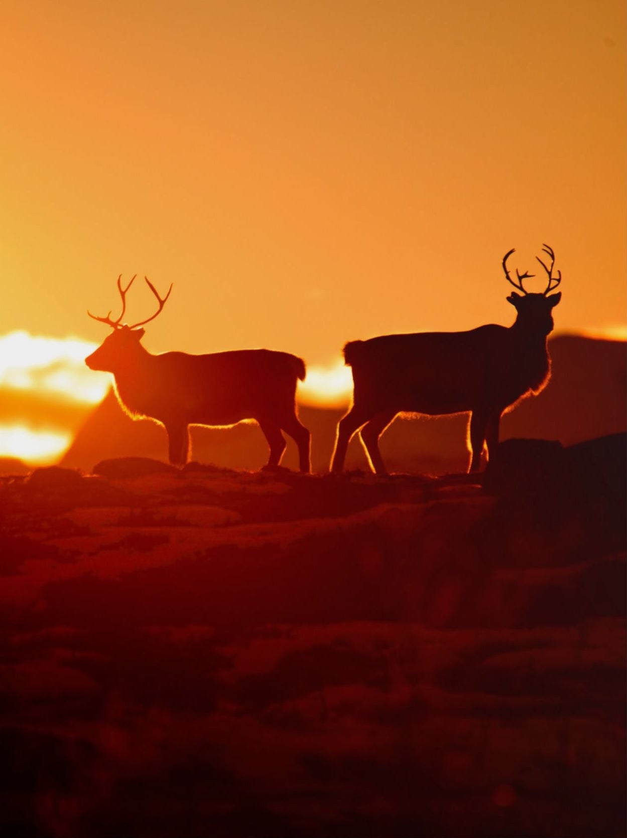 Reindeer Norway Wildlife