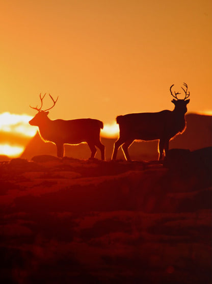 Reindeer Norway Wildlife