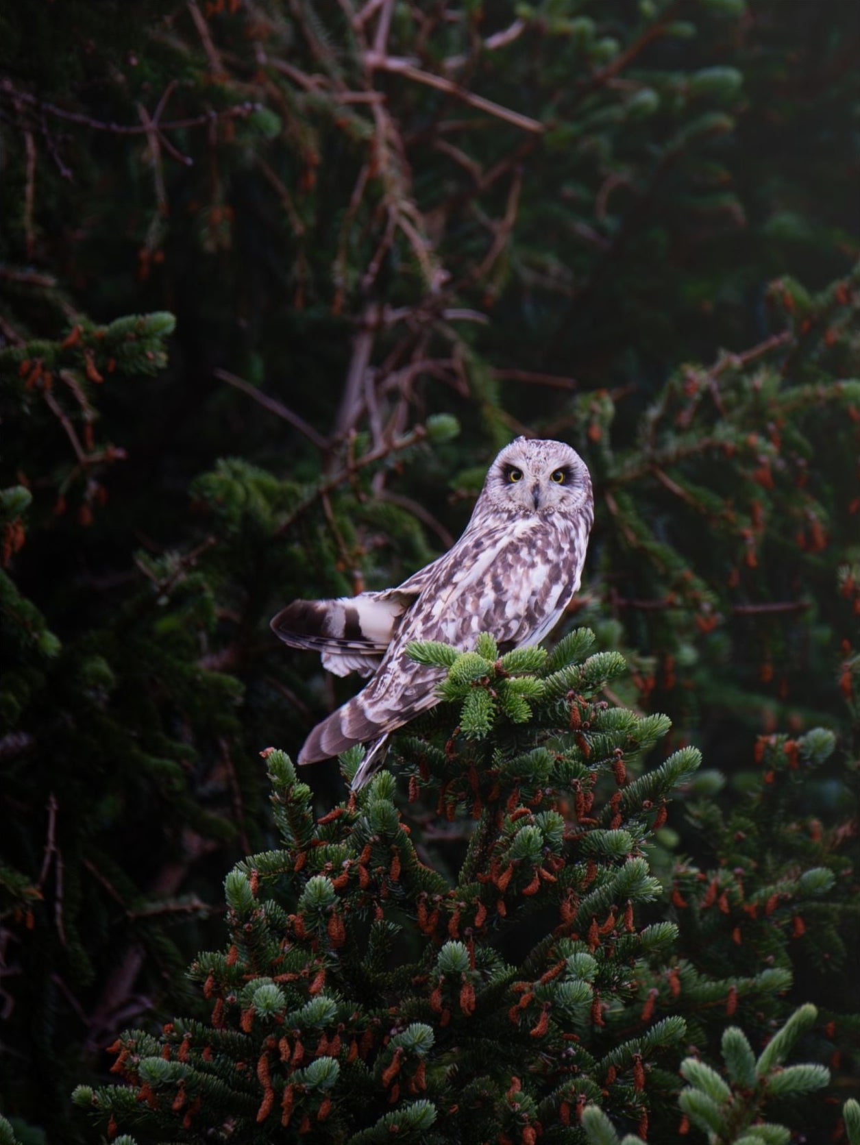 Owl Norway