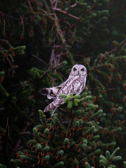 Owl Norway