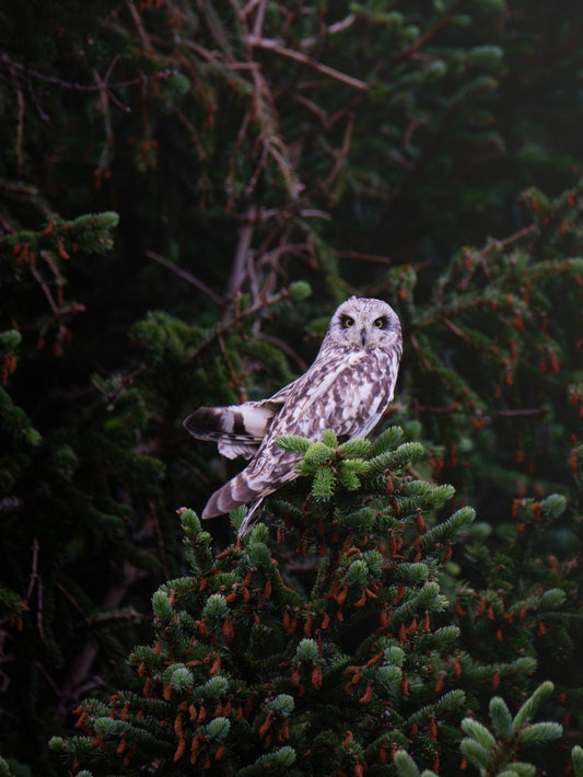 Owl Norway