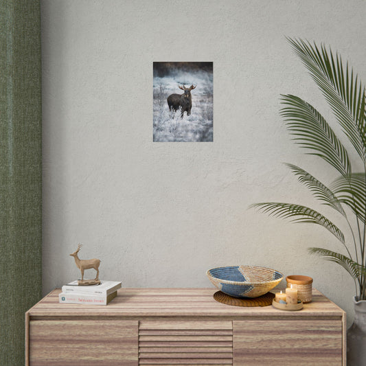 Moose Norway Wildlife