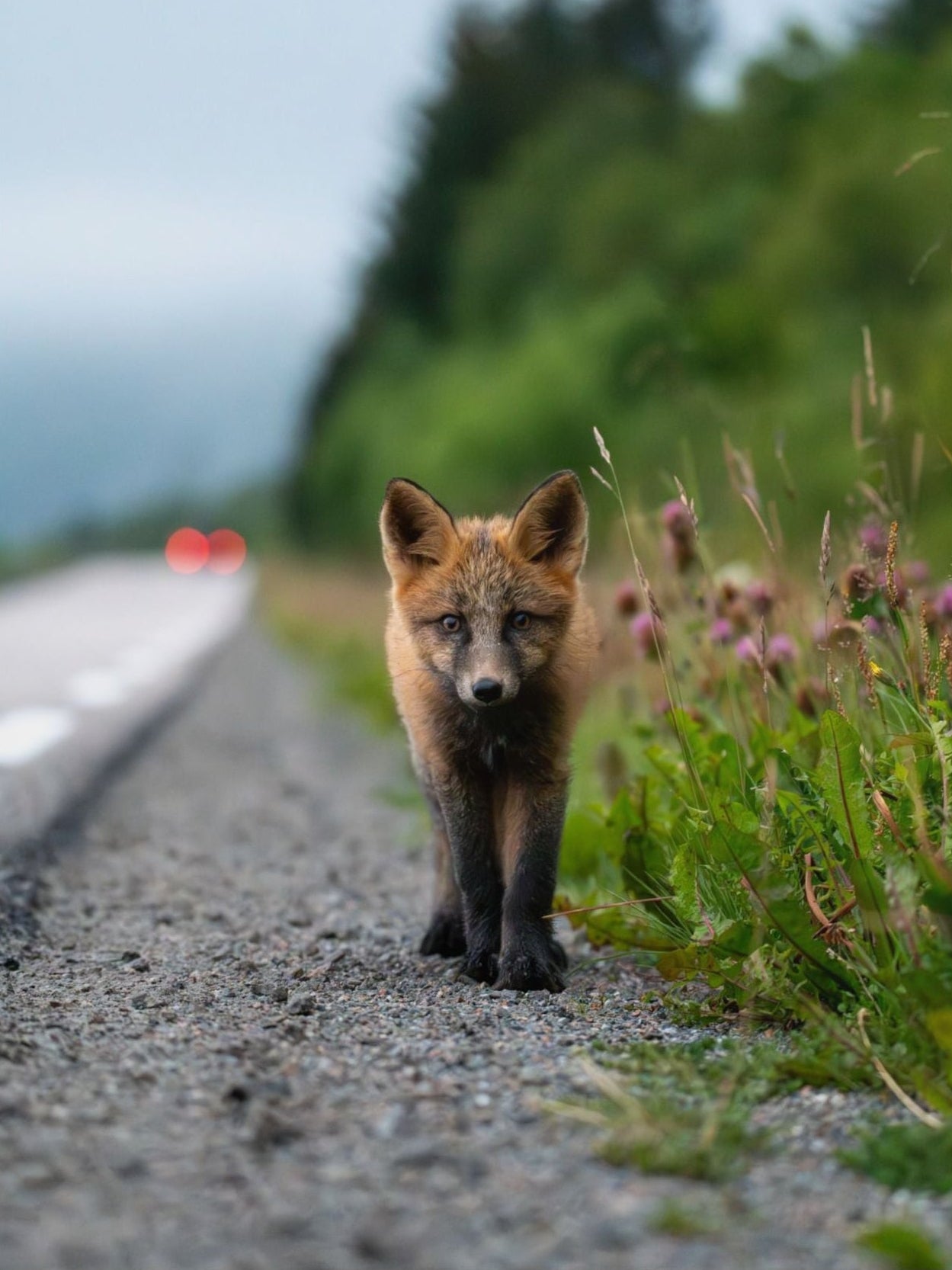 Nature-Inspired Fox Poster