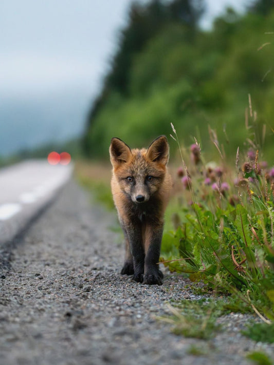 Nature-Inspired Fox Poster