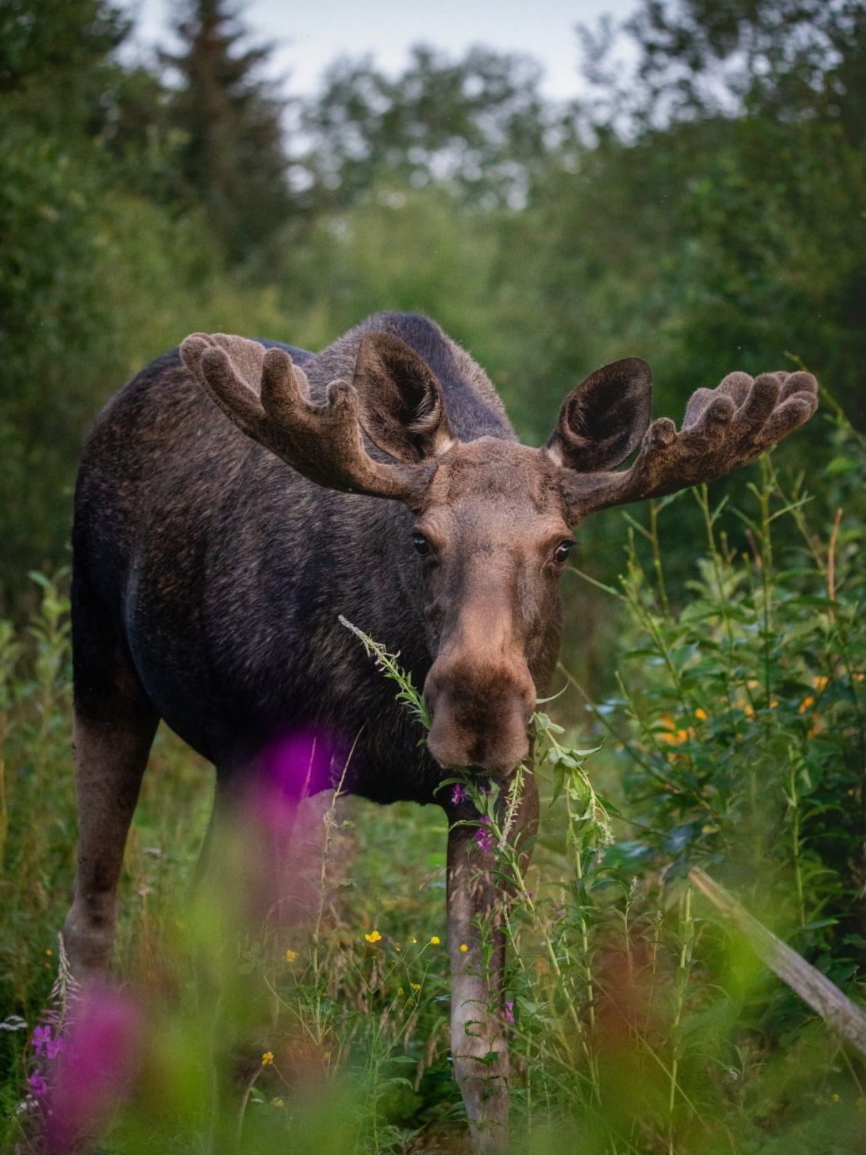 Nature's Majestic Moose