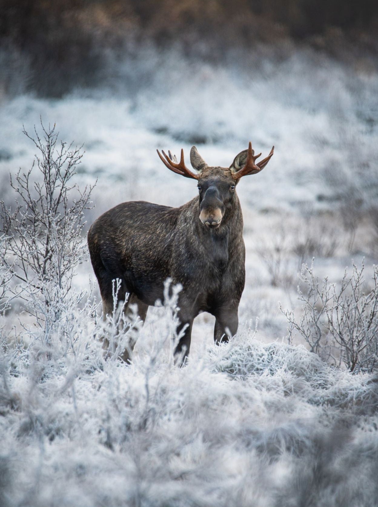 Moose Norway Wildlife