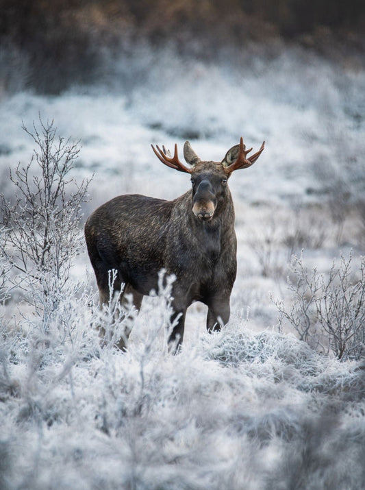 Moose Norway Wildlife
