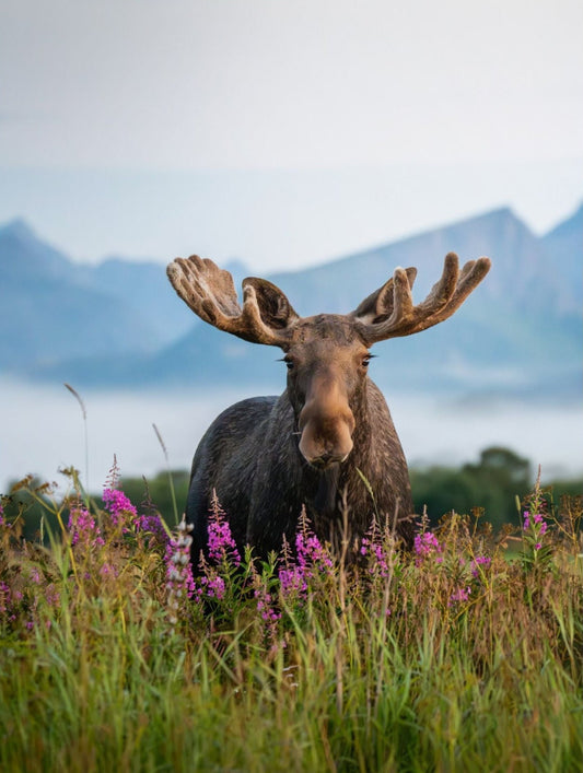 Wildlife Moose
